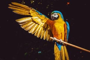 Be a parrot: the value of repeating the darned obvious