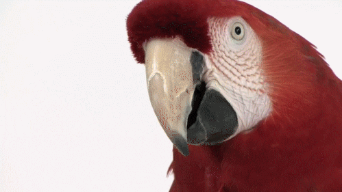 Be a parrot: the value of repeating the darned obvious