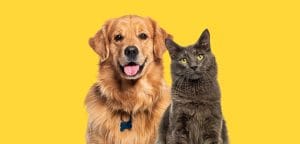 Do you Communicate like a Dog or a Cat?